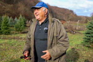 Božićna drvca Đure Japarića: Jele najduže zadrže iglice, a najmirisnija je srebrna smreka