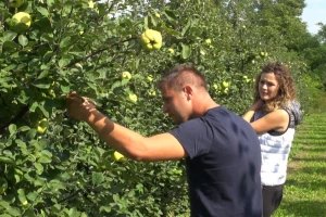 Dunja otporna na bolesti i štetnike, a prinos odličan!