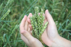 39 novih tvari smije se koristiti u eko uzgoju