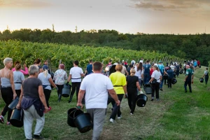 Sušna godina donijela i nikad raniju berbu grožđa - prinosi slabiji, ali kvaliteta viša