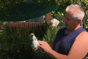 Stotine kokica, grlica, zečeva i ptica u dvorištu Slavka Trtnja