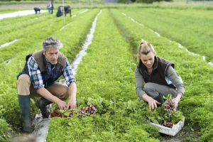 U EU poljoprivredi zaposleno 44 milijuna ljudi