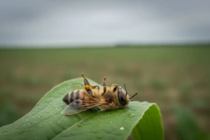 Europska komisija istražuje insekticide
