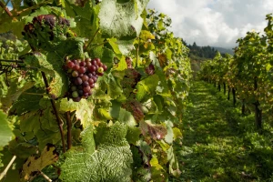 Europska komisija objavljuje usklađene enološke postupke odobrene u EU