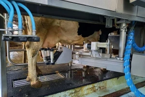 TISUP: Otkupna cijena mlijeka na domaćem tržištu u blagom padu