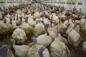 Jačamo proizvodnju domaće peradi, otvorena nova farma purana s oznakom "Meso hrvatskih farmi"