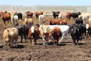Farmeru nestalo 16 goveda: Susjed ih tajno zaklao i meso pustio u prodaju