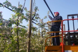 Konfuzija štetnika: Istječe rok za postavljanje feromonskih dispenzera u višegodišnje nasade