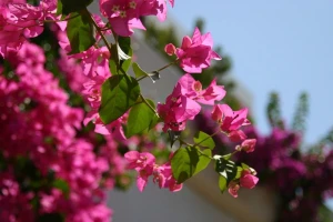 Bugenvilija - brazilska princeza, kraljica mediteranskih vrtova