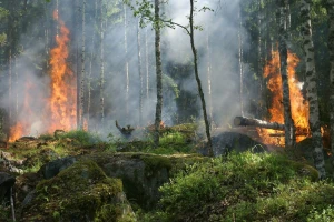 Pravilnik o načinu prikupljanja i korištenju podataka o šumskim požarima