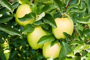 Defolijacija lišća kod sorte jabuke Golden Delicious, kako prepoznati i što činiti