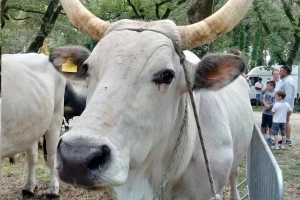 Boškarin - sinonim opstojnosti istarskog seljaka