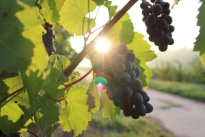 Povećajte kontrolu nad nasadima, kiša još prijeti