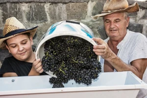 Zadrani napravili najveći iskorak u vinarstvu