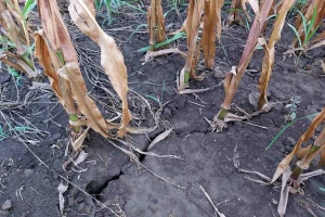 U jednom desetljeću EU zbog klimatskih promjena izgubila 145 milijardi eura