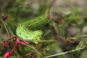 Biljke šalju signale kad ih napadnu predatori
