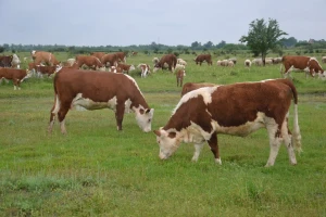 Hereford - govedo koje i vrbine grane pretvara u ukusno meso