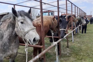 Uzgajivačima hladnokrvnjaka stižu potpore, ali i pomoć u zaštiti od velikih zvijeri?