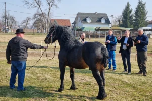 Održano licenciranje pastuha hrvatskog posavca - koja su najbolje ocijenjena grla?