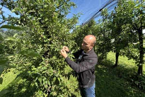 Manje je više: Kako obaviti prorjeđivanje plodova?