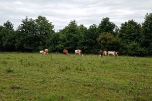 Jurina mala farma: Pokrenuo GoGetFunding kampanju da bi kravama osigurao novu staju