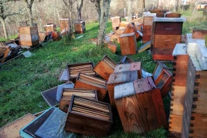 Satni okviri sami od sebe iskakali uslijed potresa - pčele Vucićevih pod stalnim su stresom