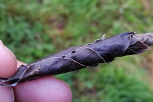 Cigaraš se ove godine pojavio mnogo ranije: Kako ga suzbiti?