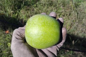 Zašto treba uzgajati Granny Smith jabuku, koja ima i svoj klon?