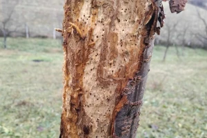 Kako prepoznati napad potkornjaka?