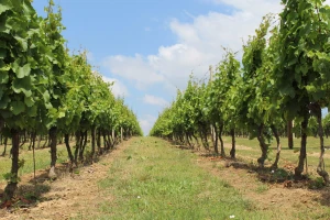 Vinovoj lozi i dalje prijete bolesti - kako ju zaštititi?