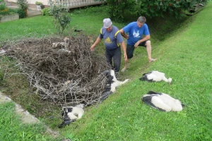 Palo gnijezdo i ubilo dvije mlade rode