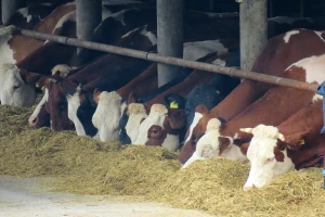 Silaža industrijske konoplje šteti zdravlju i produktivnosti krava?