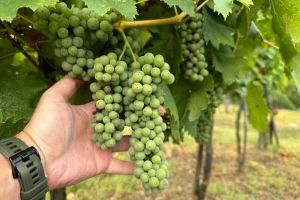 Promjenjivo vrijeme pogoduje bolestima vinove loze, evo s čime obaviti zaštitu