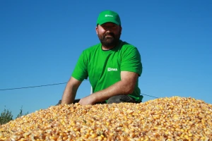 PERSIC je novi RWA dragulj među hibridima kukuruza s prinosom preko 14 t/ha