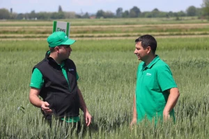 Naslijedio je OPG, obrađuje 60 hektara i pomno bira koje sorte sije