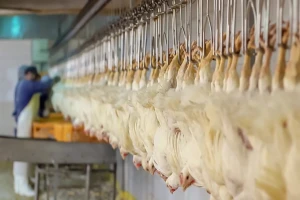Investitor odustao od klaonice peradi u Vidrenjaku