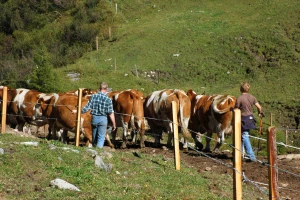 Ispaša - učinkovita ishrana u planinskim regijama