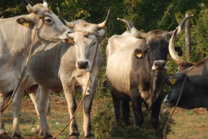 AZRRI, HPA i Agronomski fakultet povezuju potencijale u zaštiti izvornih pasmina: razvijaju nacionalnu banku animalnih gena
