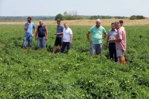U Umagu će se ove godine preraditi više od 12 tisuća tona rajčice