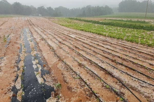 Nevrijeme s tučom poharalo krumpir i vinovu lozu, stradale i masline...