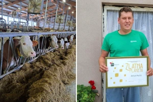 Izbor silažnih hibrida kukuruza utječe na proizvodnju mlijeka, pokazali i koliko