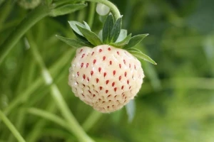 Jagode s okusom žvakaće gume i ananasa!