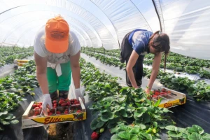 PIGO iz Italije traži ličke jagode i maline