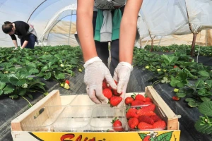 BerryFarm800: Kraj uvoza jagoda za Rusiju?