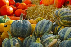 Agrotehnika uljne buče, priručnik dr.sc. Mare Bogović za sve uzgajivače