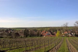 Međimurcima omogućeno nesmetano obilaženje vinograda u Mađarskoj