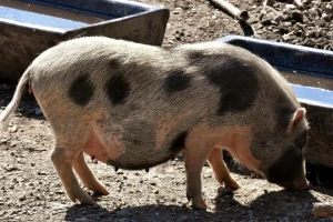 15 milijuna kuna za očuvanje, održivo korištenje i razvoj genetskih izvora u poljoprivredi