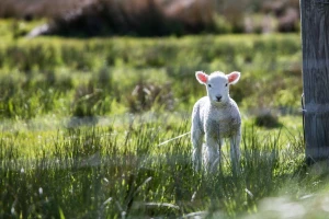 Strava u ograđenom toru: Psi zagušili pet ovaca i dva janjeta