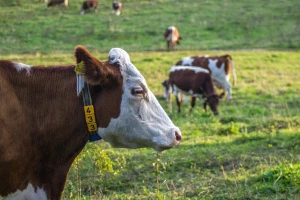 Priča da uzgoj goveda toliko šteti okolišu prenapuhana, ključ je u tehnologiji hrane?