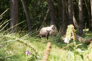 Ovce obrstile vinograd, vlasnici stada novčana kazna